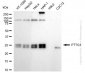 KD-Validated Anti-PTTG1 Rabbit Monoclonal Antibody
